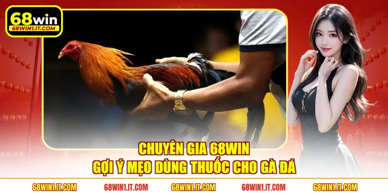 Chuyên gia 68WIN gợi ý mẹo dùng thuốc cho gà đá