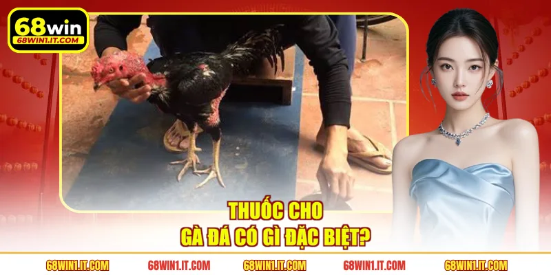Thuốc cho gà đá có gì đặc biệt?